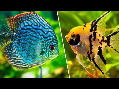 10 Peixes Mais LINDOS e INCRÍVEIS do Mundo Para Você Criar em AQUÁRIO