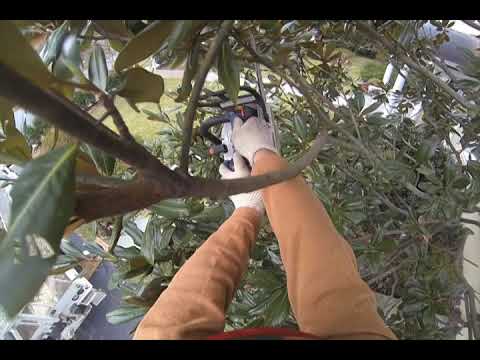 ornamental pruning southern magnolia