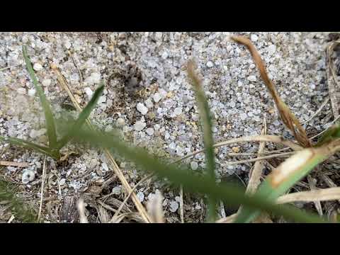 Ants Predict Rain in Toms River, NJ
