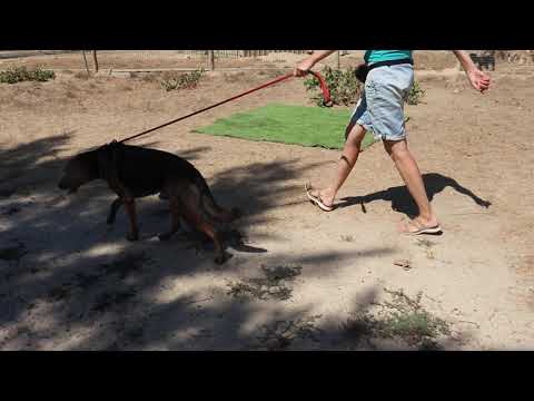 Vídeo de BOOMER