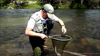 Captura de una trucha fario en el río Lozoya