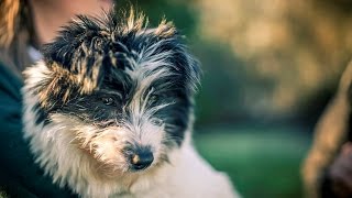 200 MEAT DOGS SAVED FROM KOREA