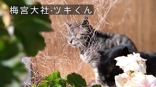 梅宮大社·ツキくん