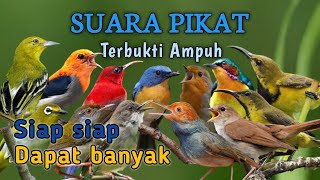Download lagu SUARA PIKAT SEMUA JENIS BURUNG KECIL - TERBUKTI AMPUH  mp3