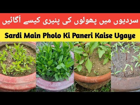 How To Grow Winter  Flowers Seeds Nursery |  Sardiyon Main Pholo Ki Paneri Kese Ugaye || Urdu/Hindi