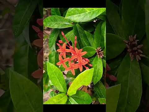 Beautiful flowers in our school garden 💐🌹🥀🌺🪻🌻