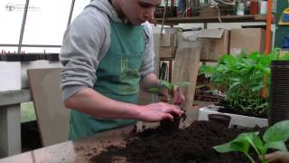 preview picture of video 'Casa del Sole onlus Laboratorio Serra attività con le piante'