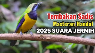 Download lagu Tembakan Sadis Cucak Cungkok Gacor Suara Tembus Masteran Handal Semua Jenis Burung Kicau mp3
