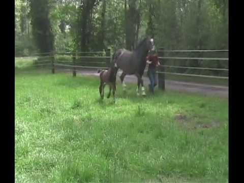 Falco - HF von Fürstenball x Lanciano