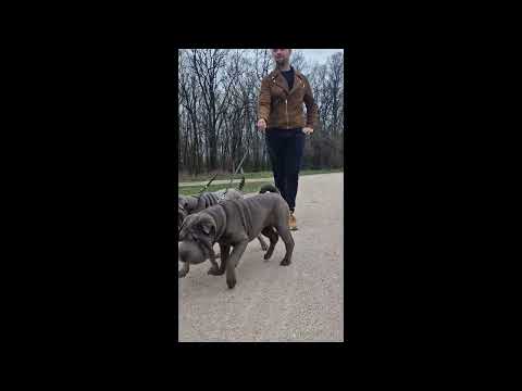 Chinesische Shar-Pei Welpe kaufen