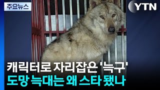 늑구맵에서 늑구빵까지...도망친 늑대는 왜 스타가 됐나 / YTN