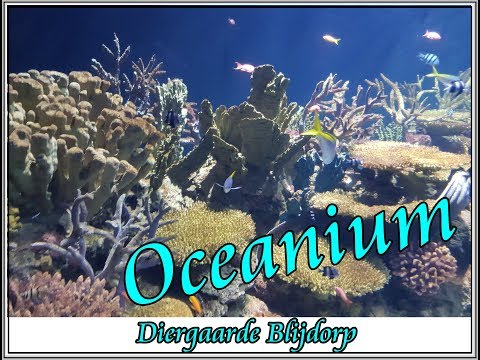 Dagje Blijdorp | Deel 1 Oceanium #Priyaswereld