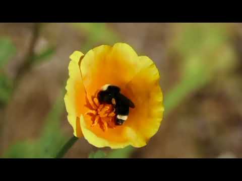 Opwekking 778 Hoe lang o Heer