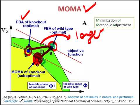 Lecture 7.1 - Minimization of Metabolic Adjustment (MOMA) | Genome Scale Metabolic Models
