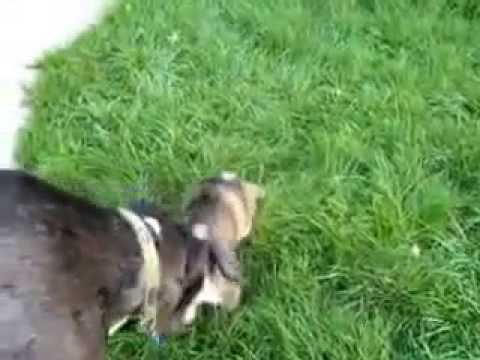 FLUVORE baby alaskan malamute puppy nova and great dane atlas 0e58b