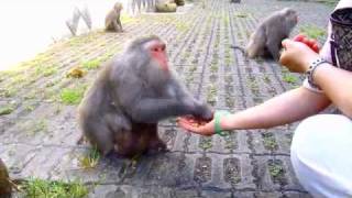 preview picture of video 'Feeding Monkeys In Taiwan'