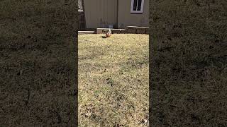 Video preview image #1 Silky Terrier Puppy For Sale in Belleuve, NE, USA