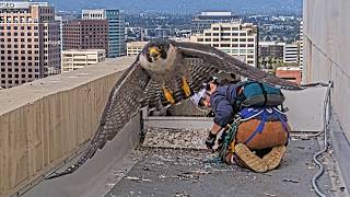 San Jose CH Falcons🪽Banding💍Hartley & Monty Mount Harrowing Defense🚀Banders Unflinching🪖2026 May 13 MQDEFAULT Thumbnail