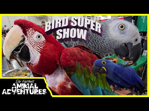 POMONA BIRD SUPER SHOW! 100s of birds and parrots!