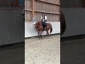 Cheval Selle Français de 13 ans
