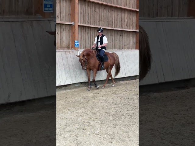 Cheval Selle Fran&ccedil;ais de 13 ans 