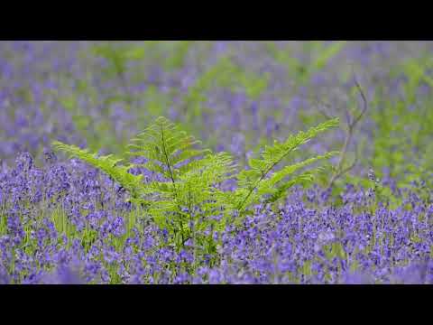 4K HDR Bluebell Woods - English Forest - Birds Singing -  Relaxing Nature Video & Sounds