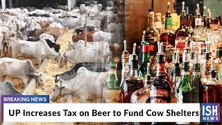 UP Increases Tax on Beer to Fund Cow Shelters