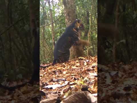 Rare Footage Of A Black Tiger #animals