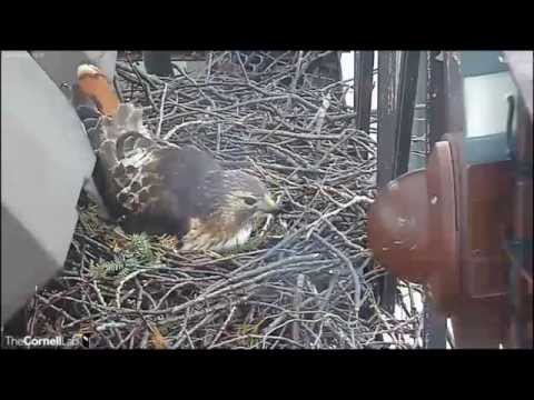CornellRTHA Cam  'Big Red & Ezra 'Talk' Across Tower Road'  4:22 pm   _3.27.14_