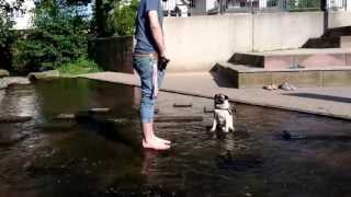 preview picture of video 'Der Mops und das Wasser'