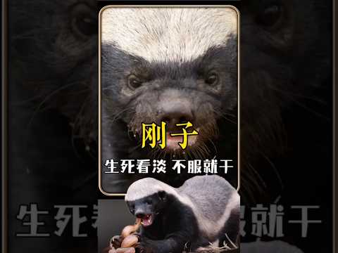 非洲乱不乱，平头说了算