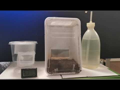 Jaka modliszka na początek, pojemniki itd. itp