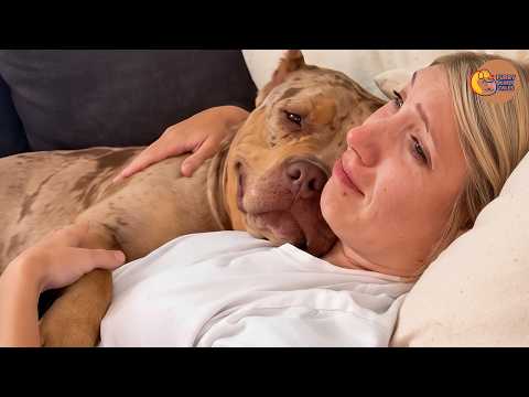 The Rescue Pit Bull We Brought Home Didn’t Know She’d Been Adopted