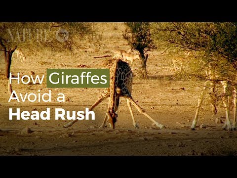 Giraffe Fact Sheet | Blog | Nature | PBS