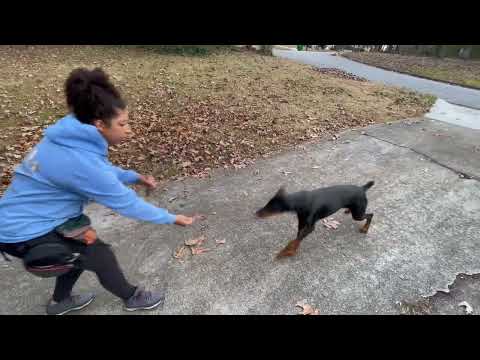 Pups and Paws Dogtraining LLC video.