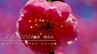 Download lagu 花と音楽🌸　♫メリーウイッドワルツ　レハール🇦🇹 mp3
