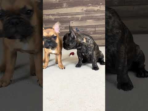 Video 4