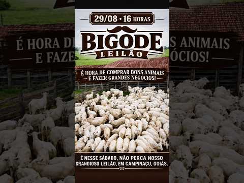 LEILÃO DE GADO DE CORTE - BIGODE LEILÕES CAMPINAÇU - GO - 29/08/2026