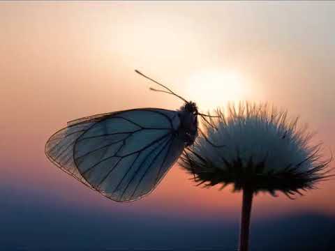 Pocsai Piroska - Pirkadat (elmondja: Péter Mónika)