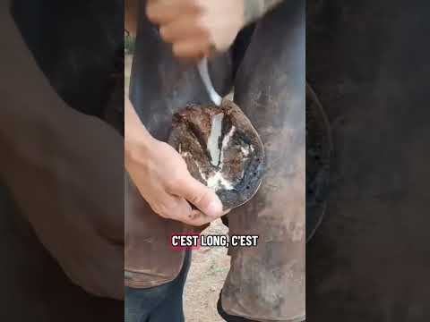 On l'a sortie des flammes, abandonnée par son propriétaire #horse #rescue #animals