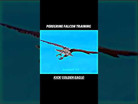 Peregrine falcon hunting eagle#animals#wildlife#peregrinefalcon#shorts