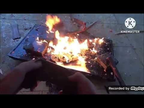 How To Tame a Wild Animal Normal Speed up Slow Motion Reversed