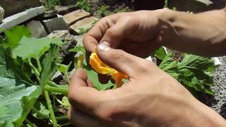 fertilizing cucumber