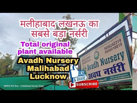 Avadh nursery best nursery  in fruits plants //