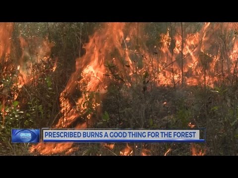 Fires an essential part of a healthy forest