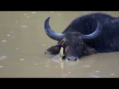 Buffalo and soft shelled terrapin | Leopard Trails