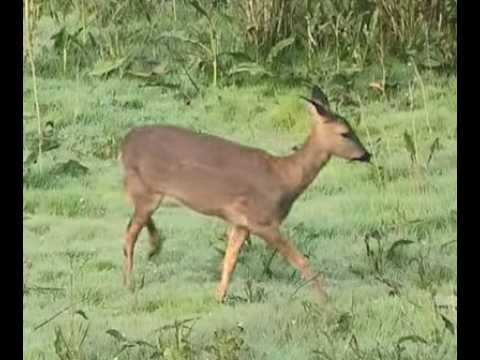 CORZO | ROE DEER | Capreolus capreolus