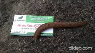 Слизняк на визитке