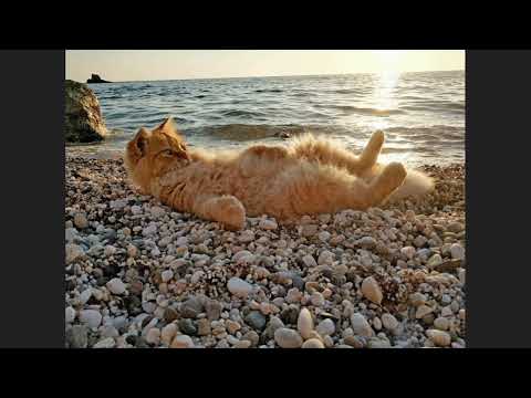 [FREE] Bad Bunny X 6ix9ine Type Beat | Latin Type Beat