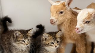 Goats kids play with kittens